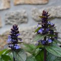 Ajuga ou bugle rampant