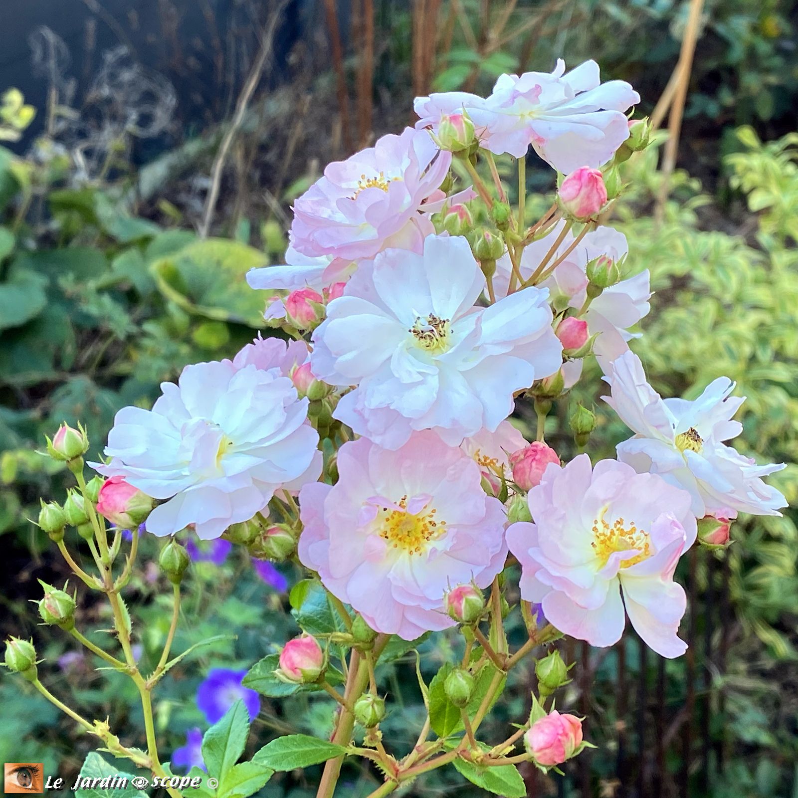 Rosa Auberge de l'Ill
