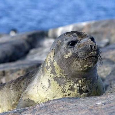 ils commencent à me peler, tous...