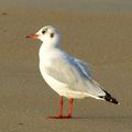 Mouette rieuse