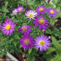 Plein de petites marguerites violettes tardives...