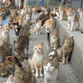 Les Chats de Janvier de Christiane90
