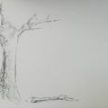 fusain " arbre " 