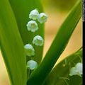 1er mai, fête du muguet