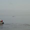 Les baleines sur le Saint Laurent