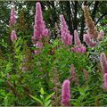 SPIRAEA x billardii