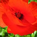 Blog Coquelicot