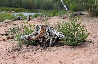 [projet 52-2023] Dans la forêt ...