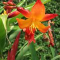 Crocosmia x crocosmiiflora 'His Majesty'