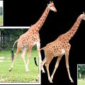 Girafes hors cadre