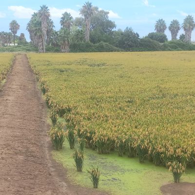 Amposta - Péñiscola