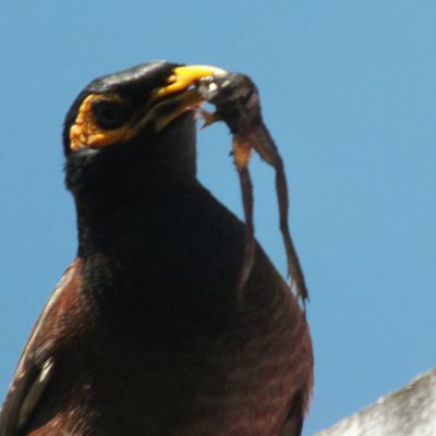 Le chasseur / The hunter (Martin triste/Common myna) 