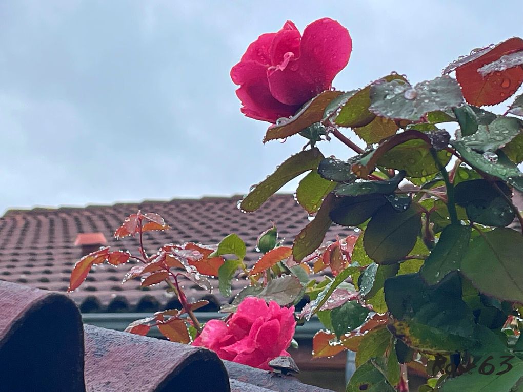 Lundi 29 sept 2025 un bol d'air au jardin c'était le 25 sept 2025 Mon diapo s'en suit 