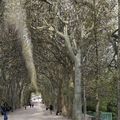 Perspective....... Jardin des plantes 