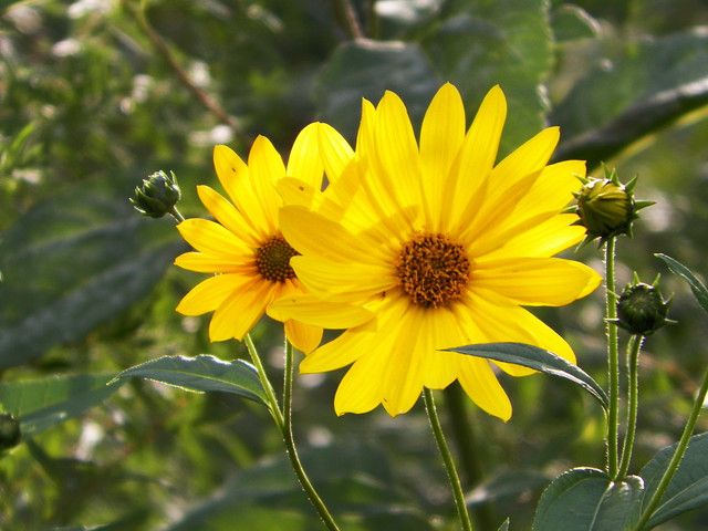 Helianthus tuberosus