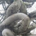 Un arbre très particulier rue de Vern à Rennes le 23 mars 2013 (2)