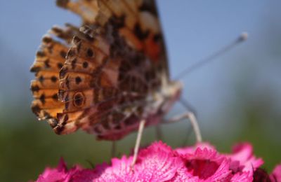 Papillonnage et butinage du week-end...