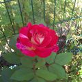 Petites Roses de notre Jardin pour une personne que nous aimont très fort