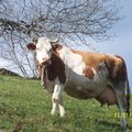 La vache