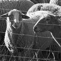 La Fare-les-Moutons