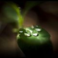 perles d'eau sur feuille verte
