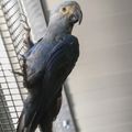 L’oiseau le plus rare au monde : L'Ara de Spix