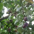 Les prunes de mon jardin