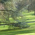 28 Décembre au Pars du Rancy:  le Printemps !