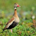 Dendrocygne à ventre noir (Dendrocygna autumnalis)