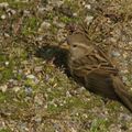 moineau domestique