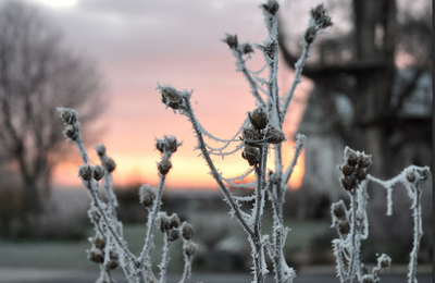 La nature discrète déploie enfin sa palette hivernale.