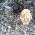 Morilles 