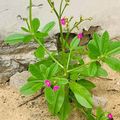 Plante Médicinale Contre Poison Afrique
