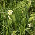 Flore, fleurs d'ortie ? vers le pont de l' Hypodromme