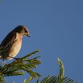 Linotte mélodieuse