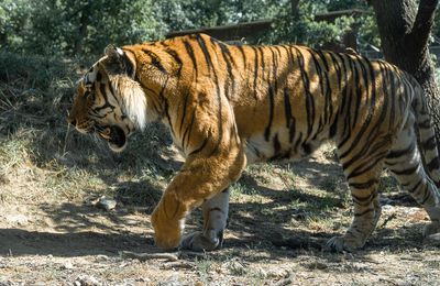 Tigre de Sibérie (photos)