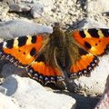 Papillon Petite Tortue