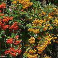 Le pyracantha, un panache de feu en automne