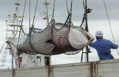 Le Japon massacre 122 baleines enceintes pour la "recherche scientifique"...