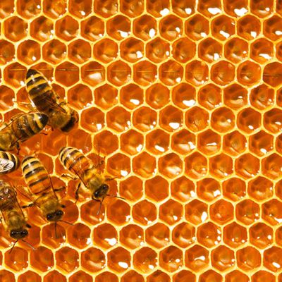 Au-delà des ruches et du miel…