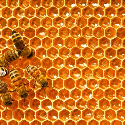 Au-delà des ruches et du miel…