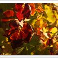 Feuilles de vignes au soleil