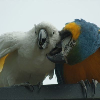 Différentes espèces