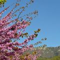 [Drôme] balade fleurie à Peyrus...