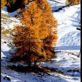 le pied dans la neige