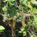 Amazonie bolivienne-2 : la pampa, un faune époustouflante