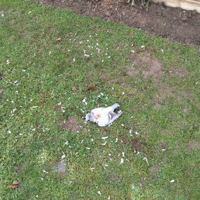 accouplement des yearlings et nouveau challenge !.