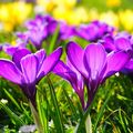 Les Jolies Fleurs Printanières de Célinettes