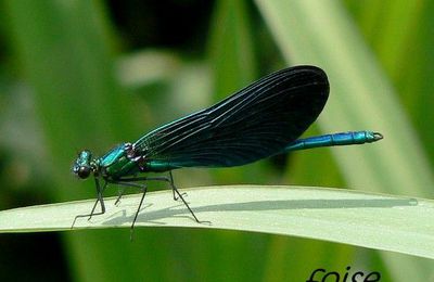 Calopteryx virgo