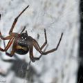 Une araignée, proche cousine de la "Veuve noire" ! brrrr !